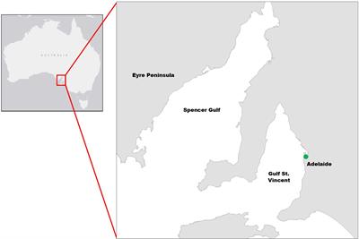 Estimating Mangrove Tree Biomass and Carbon Content: A Comparison of Forest Inventory Techniques and Drone Imagery